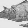 Stonefish (Eternal Snow)