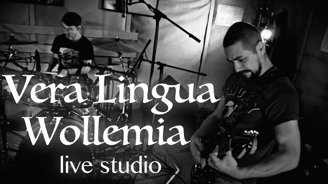 Wollemia (Studio Live Session)